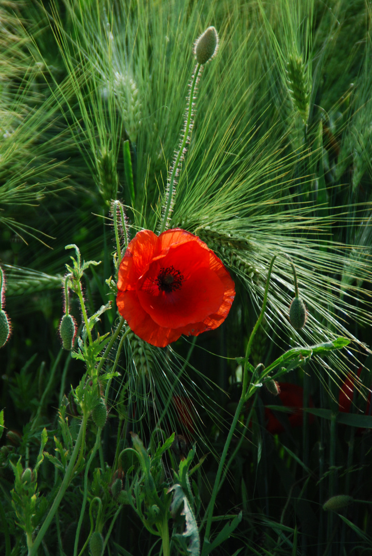 Mohn