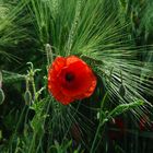 Mohn