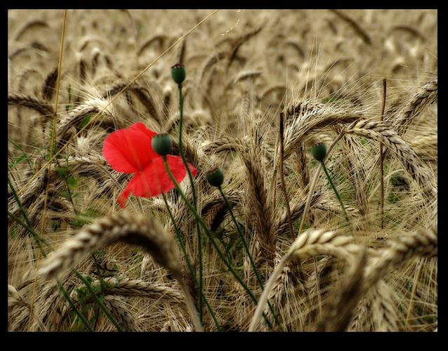 Mohn