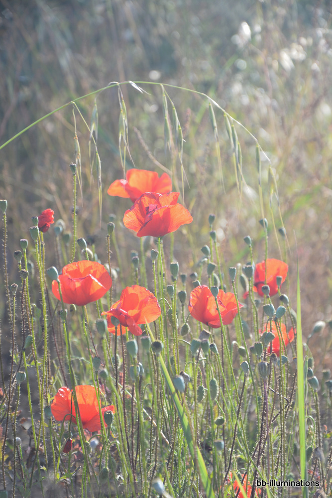 Mohn