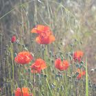 Mohn