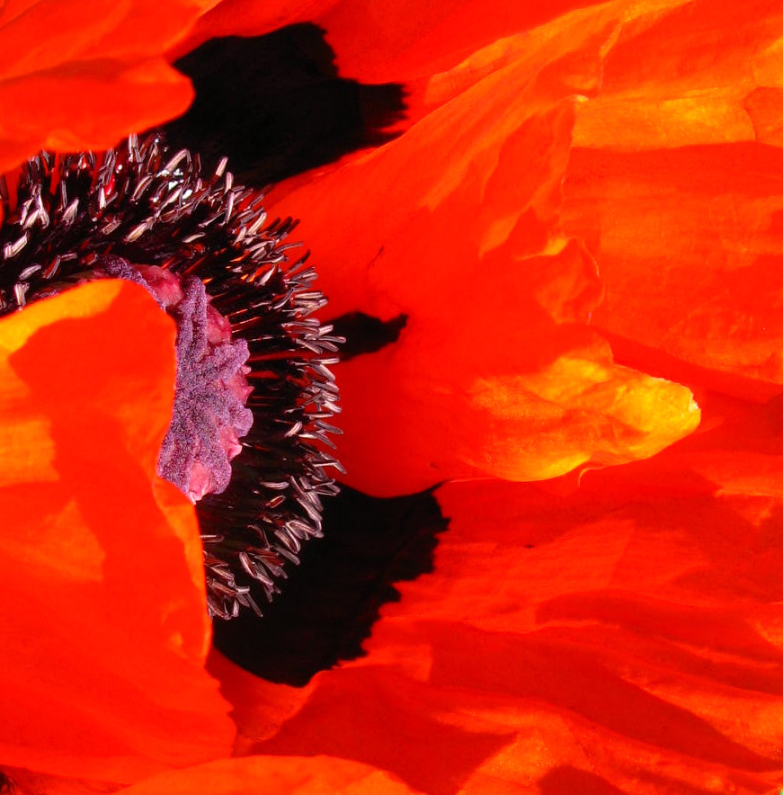 MOHN