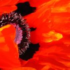 MOHN