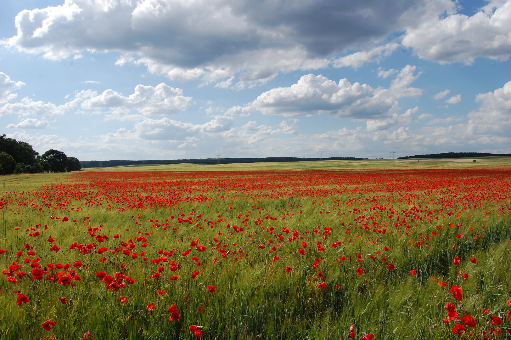 Mohn