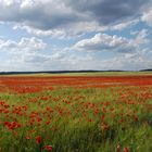 Mohn