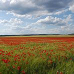 Mohn