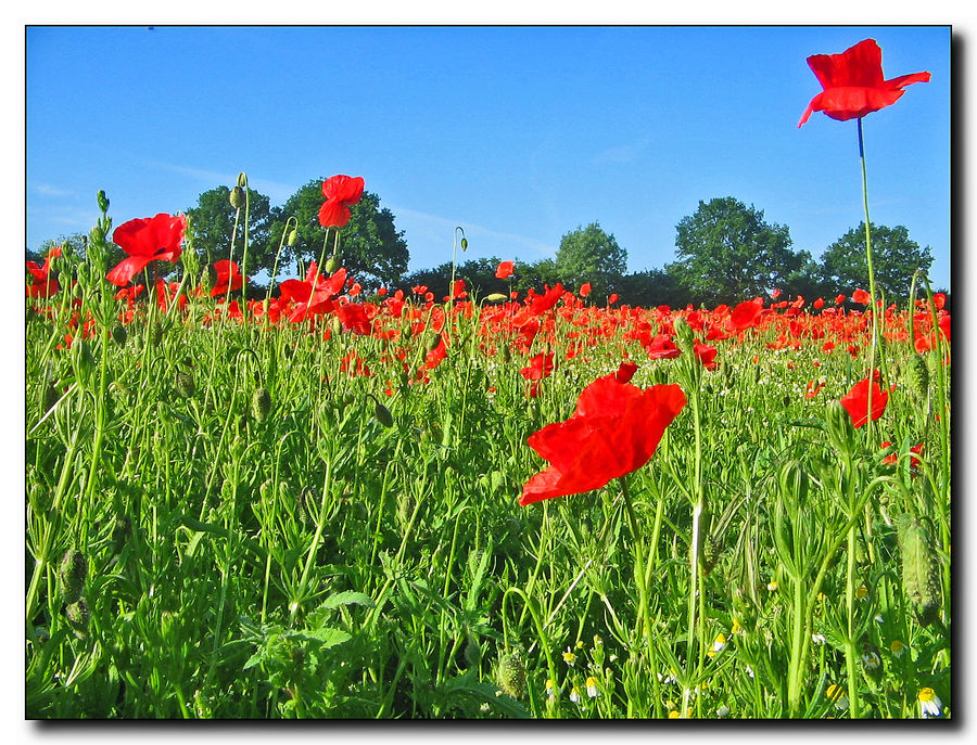 Mohn