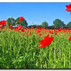 Mohn