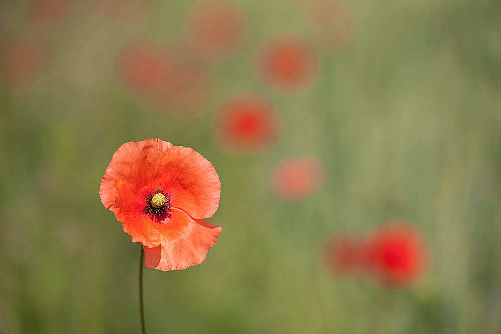 Mohn