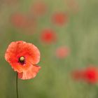 Mohn