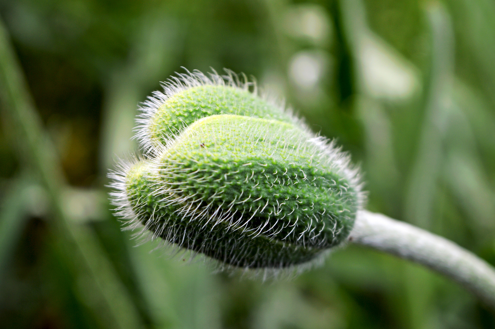 Mohn