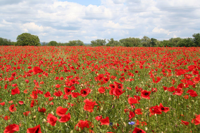 Mohn