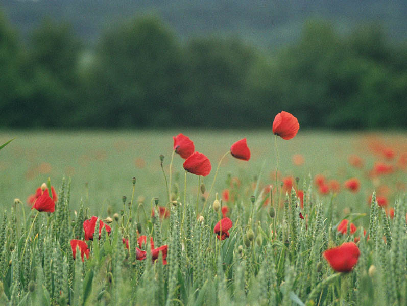 Mohn