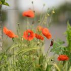 Mohn