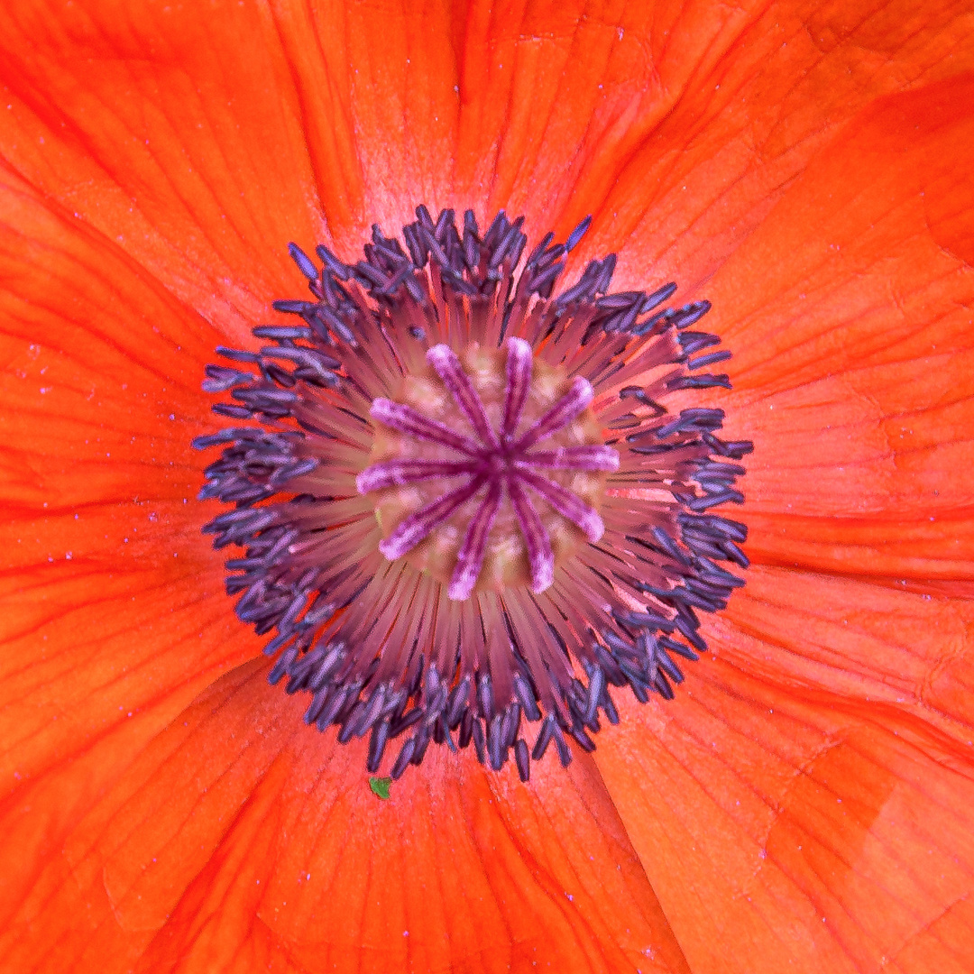 Mohn