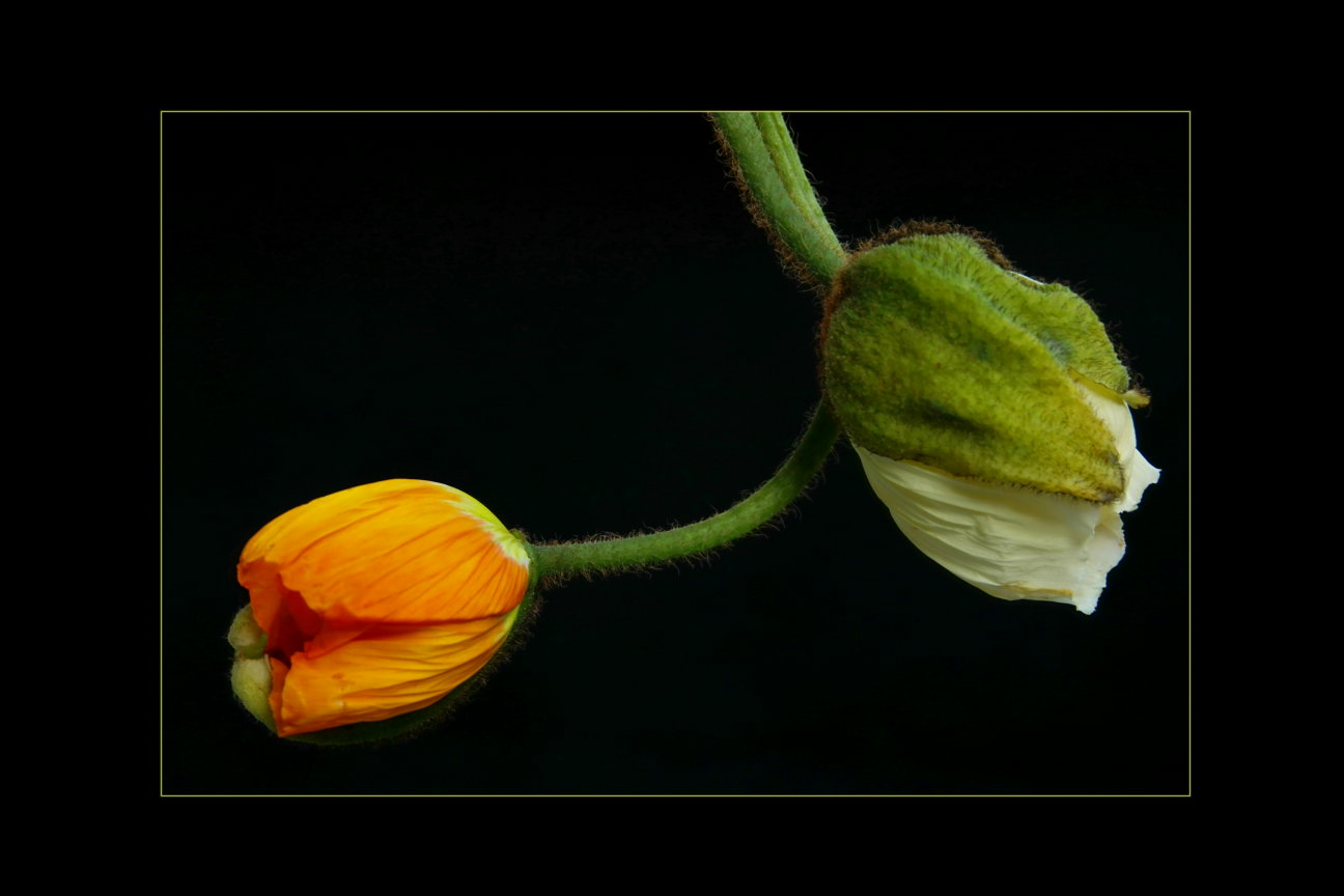 Mohn