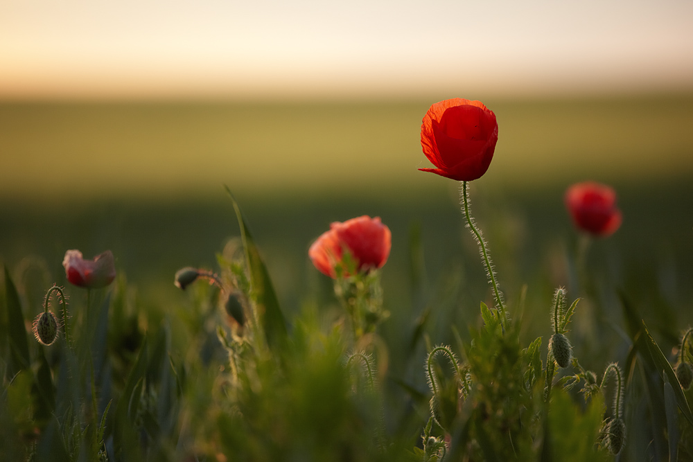 Mohn