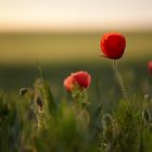 Mohn