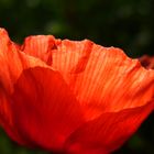 Mohn