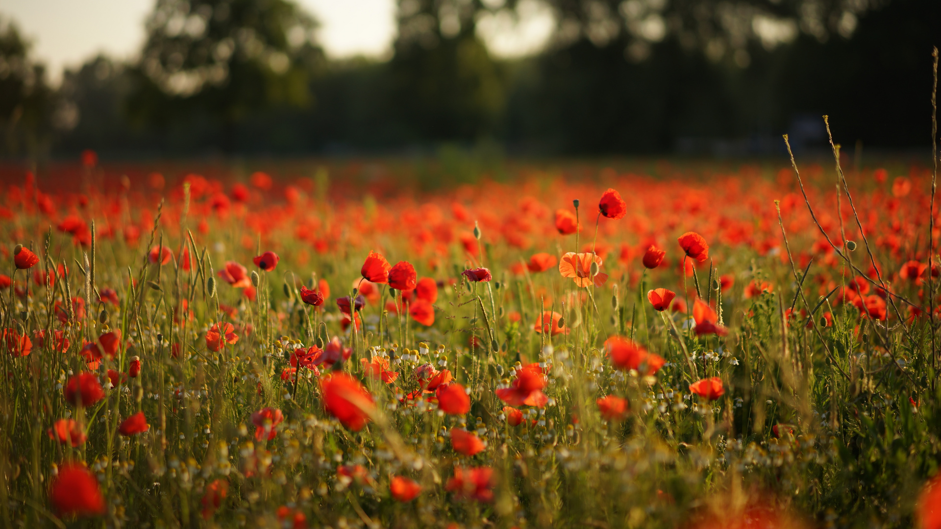 Mohn