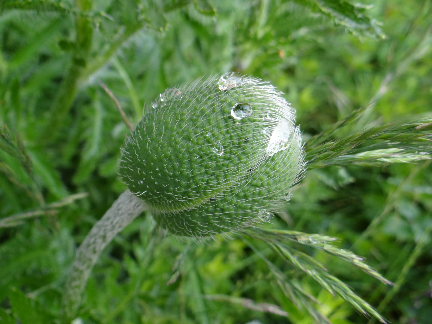 Mohn