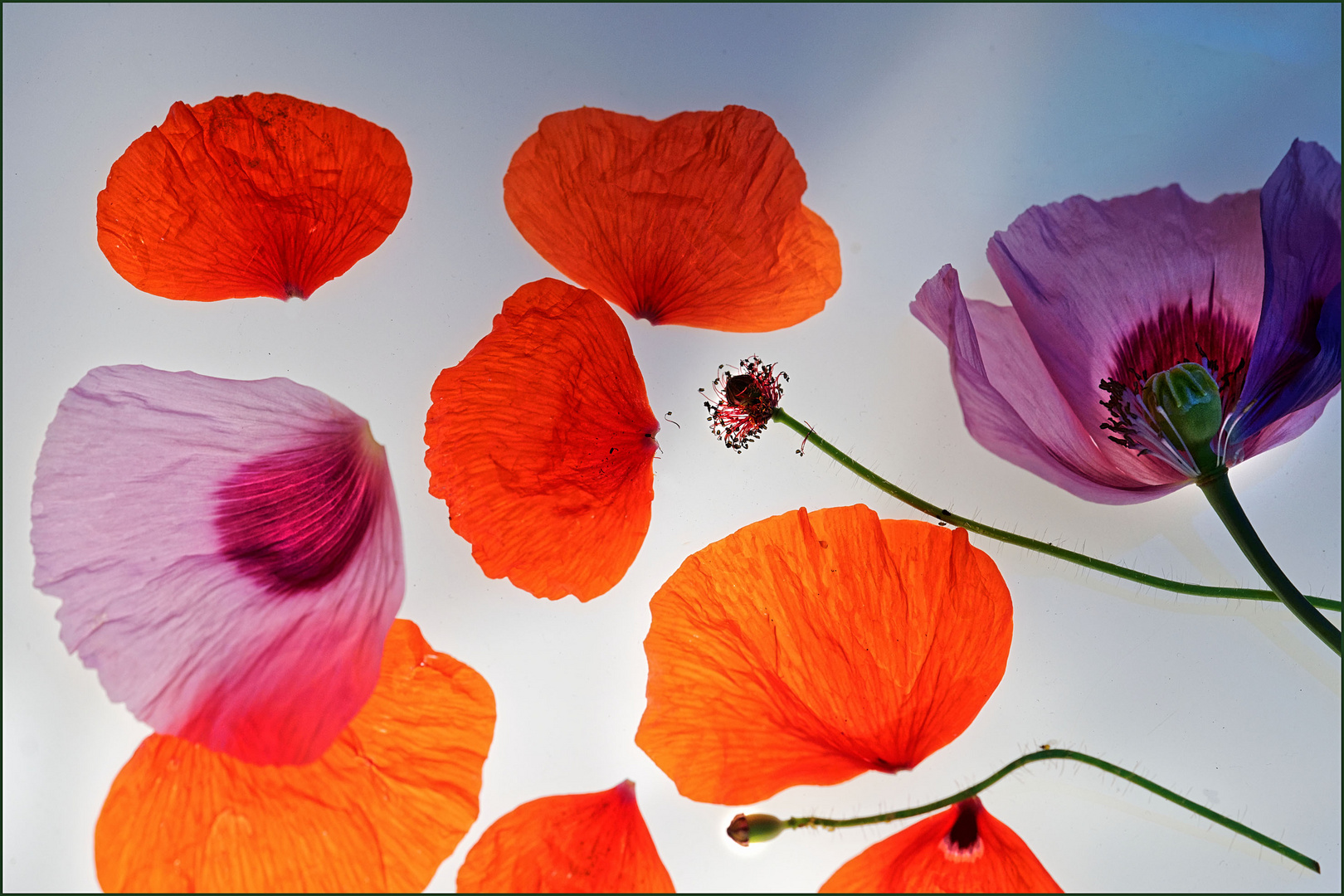 Mohn