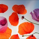 Mohn