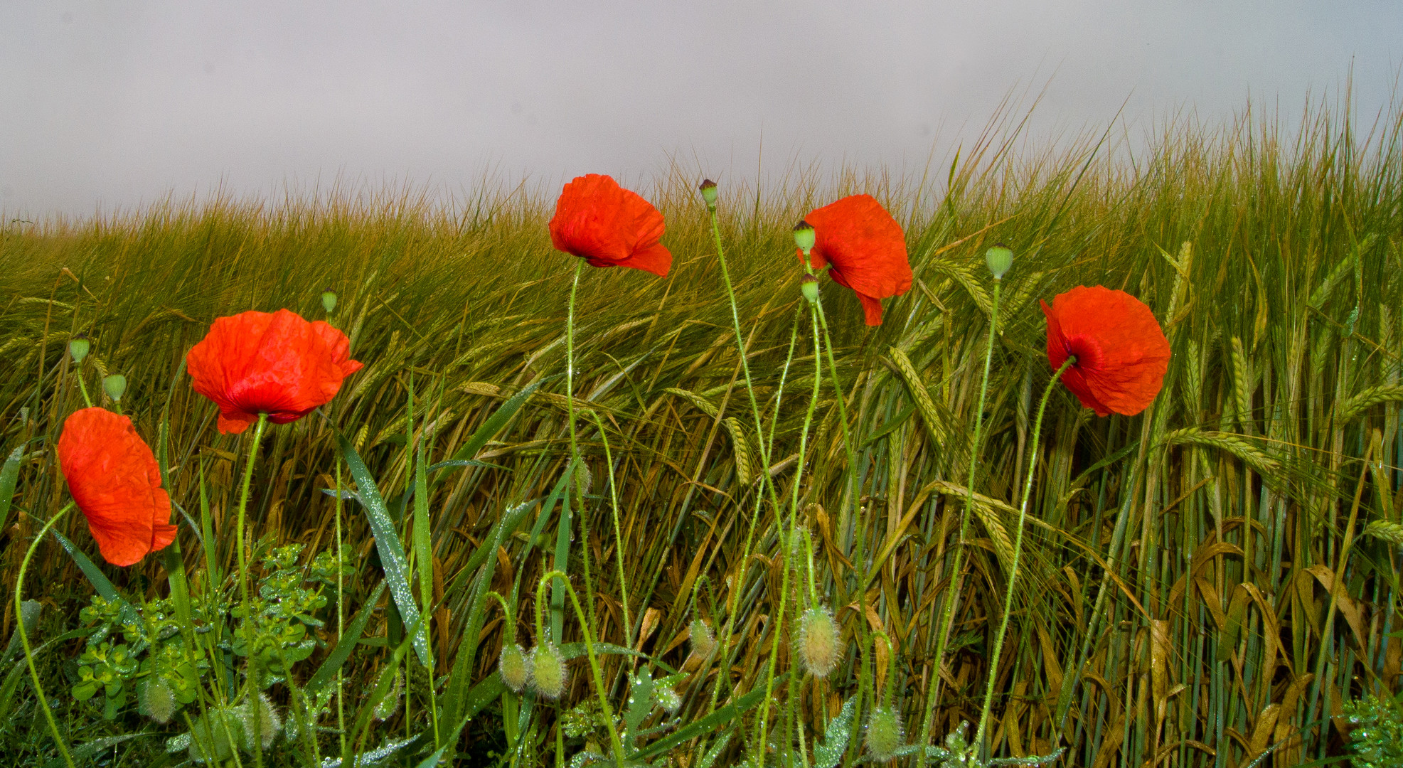 Mohn