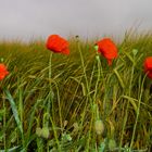 Mohn