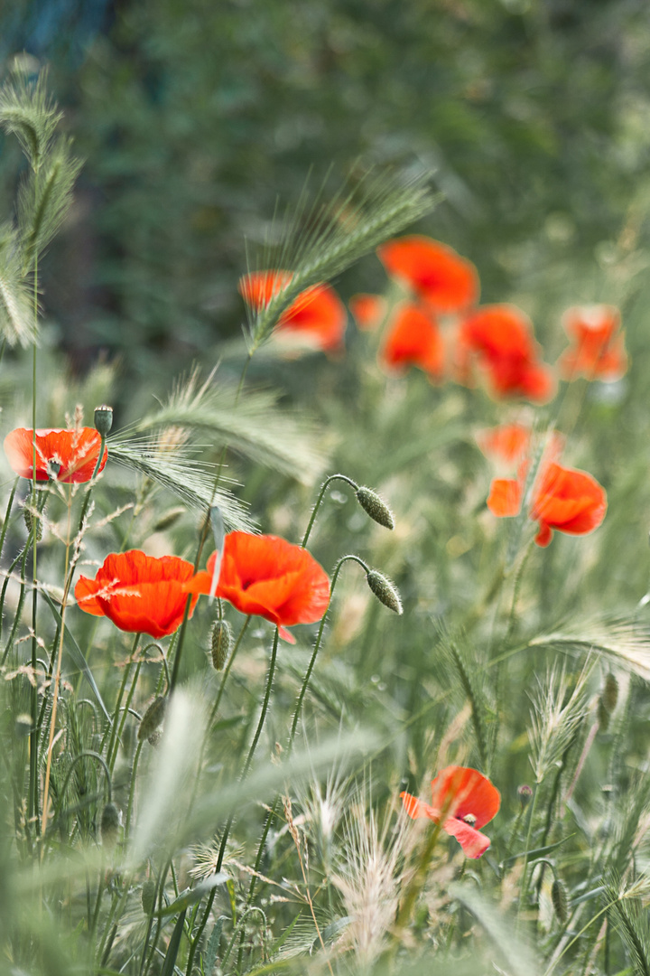 Mohn