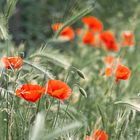 Mohn