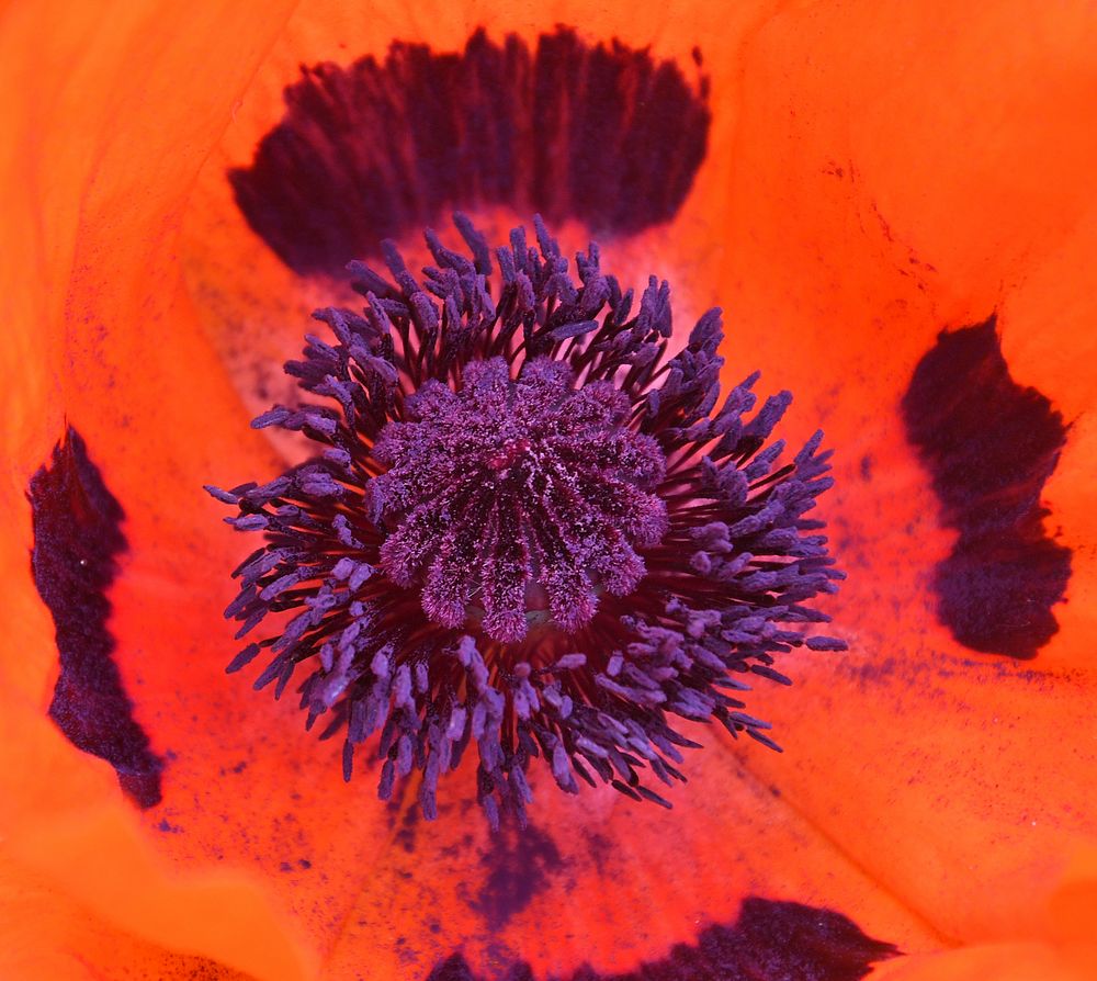 Mohn