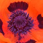 Mohn