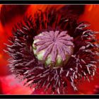 Mohn