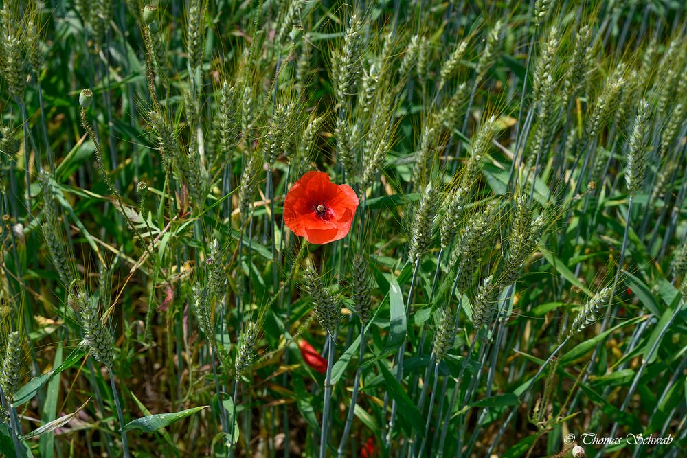 Mohn