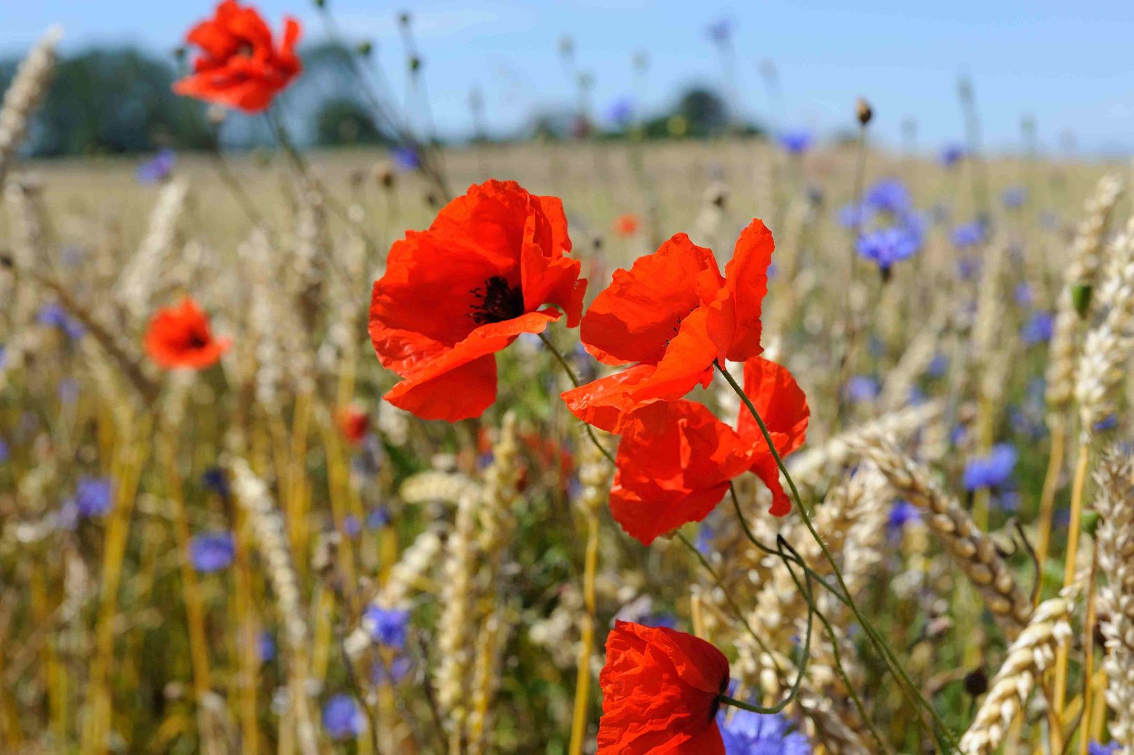 Mohn