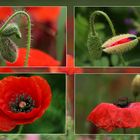 Mohn