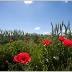 Mohn