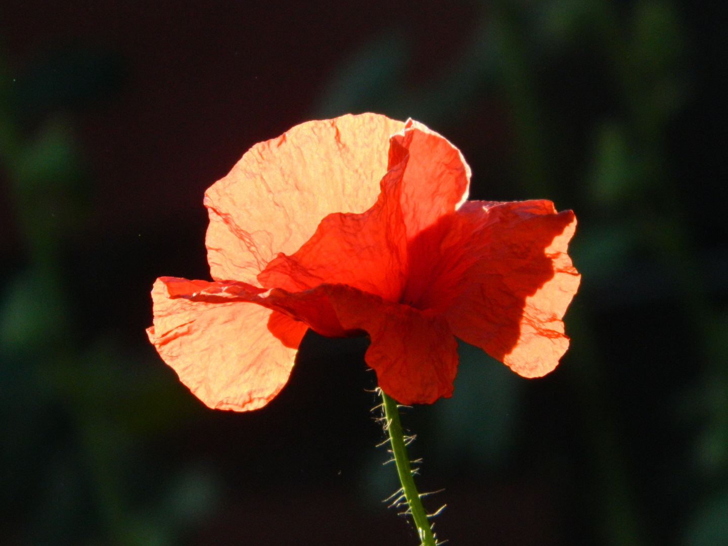 Mohn