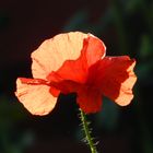 Mohn