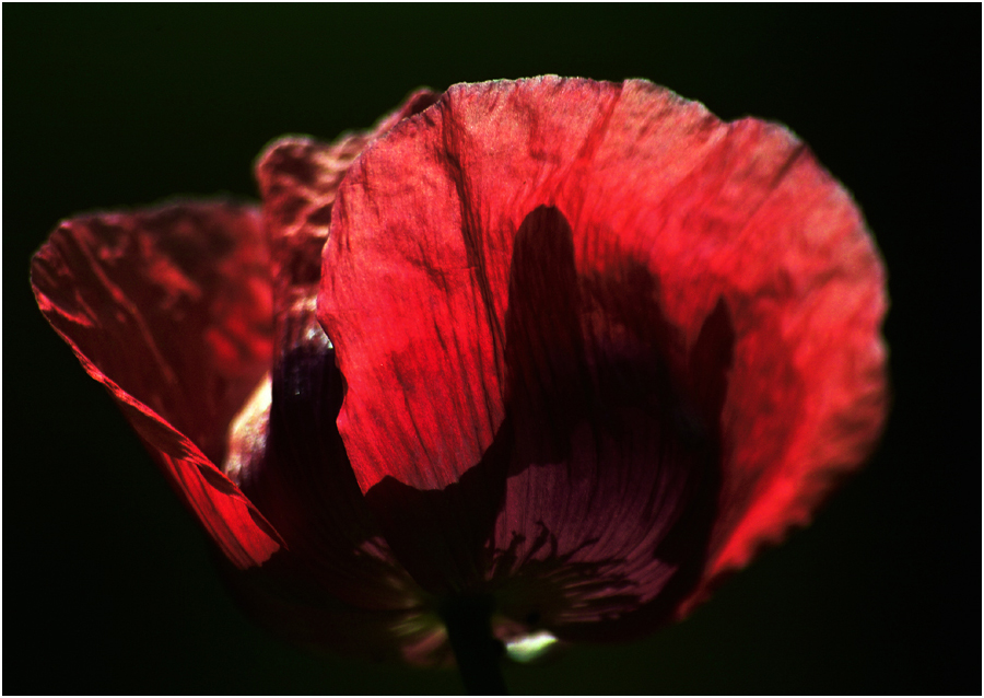 ...mohn...