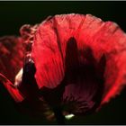 ...mohn...