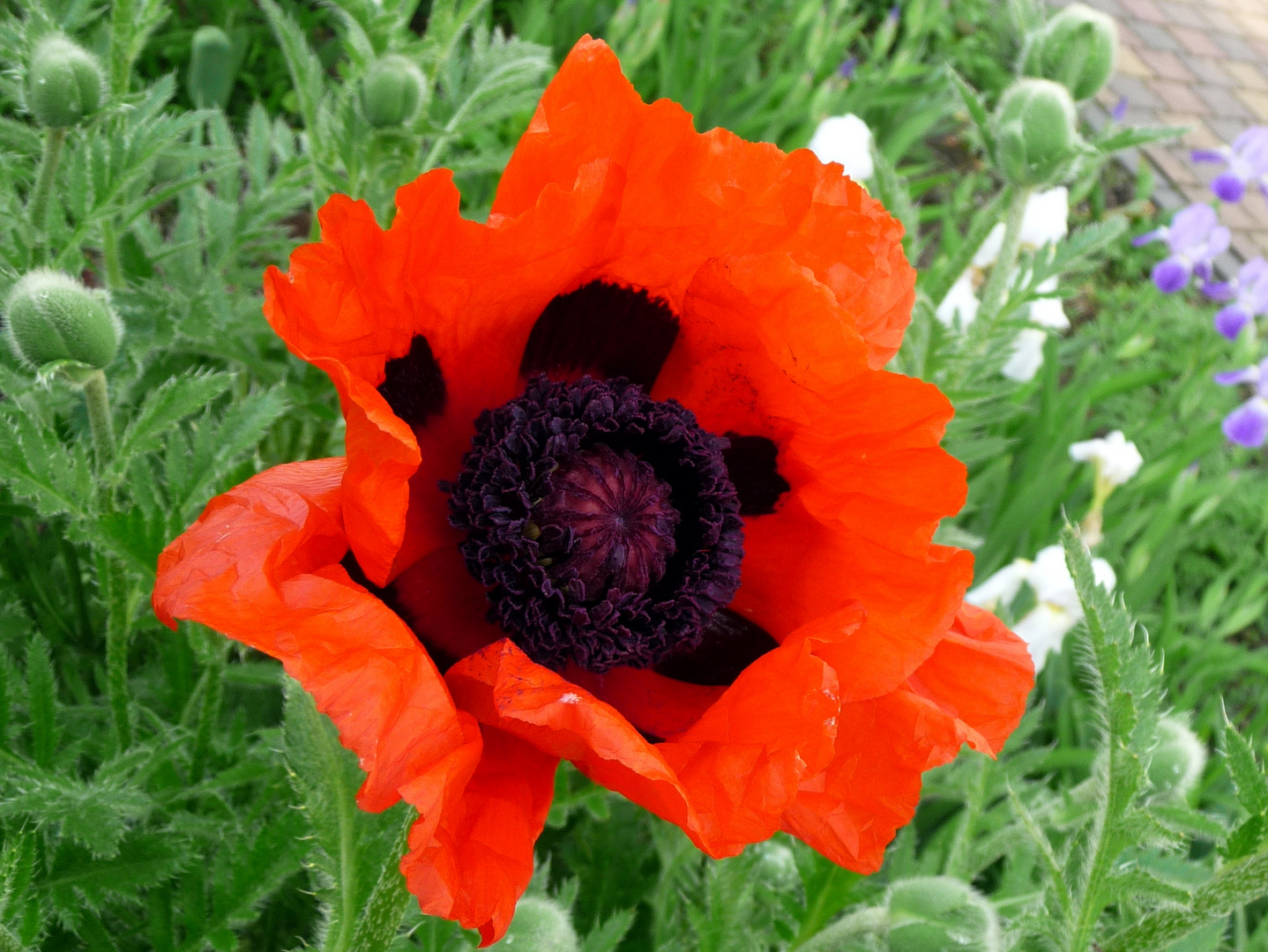 Mohn