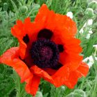 Mohn