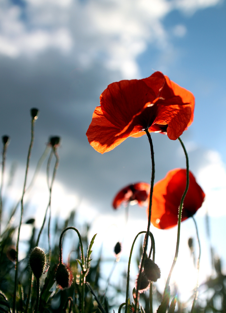 Mohn