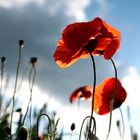 Mohn