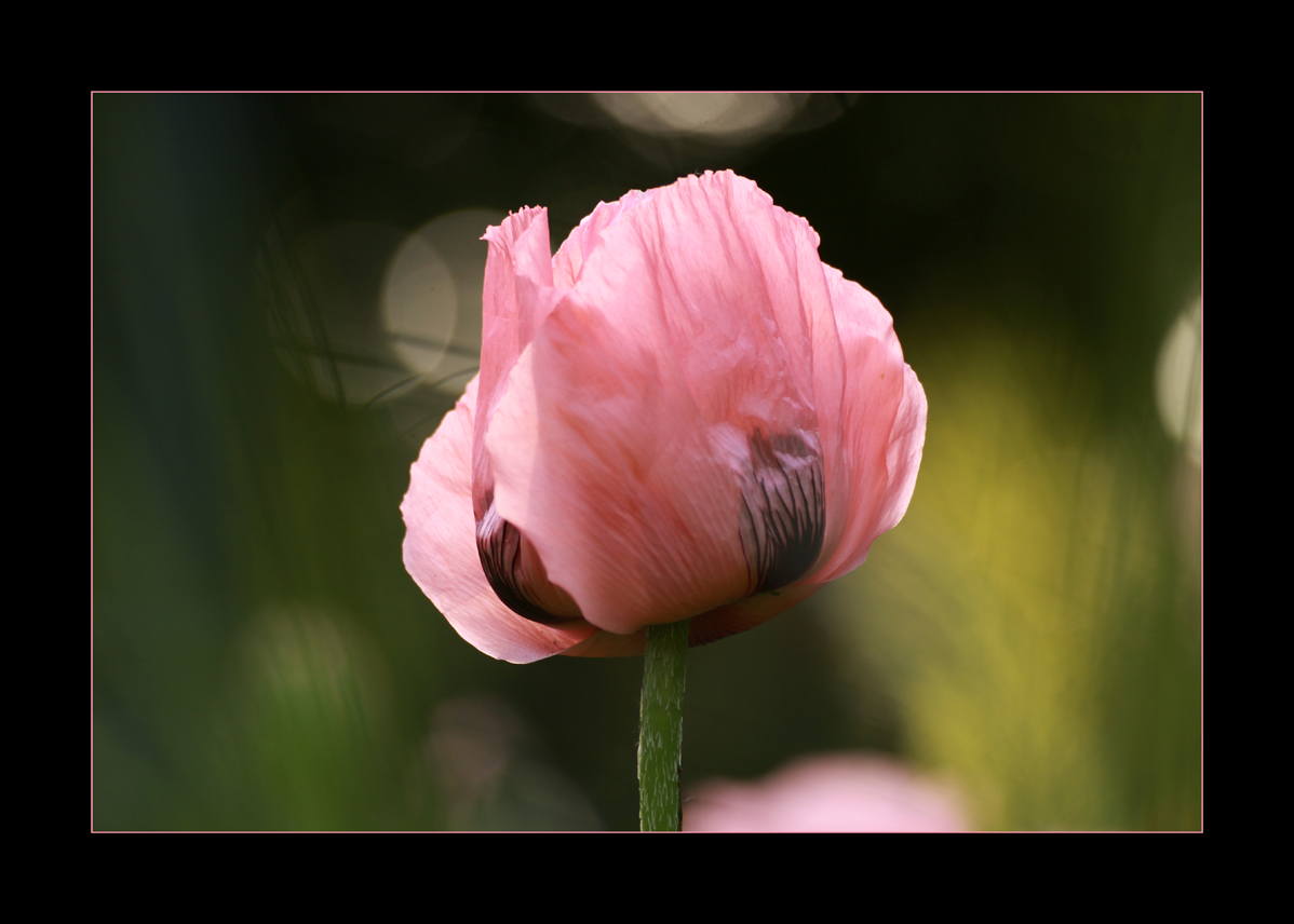 Mohn *