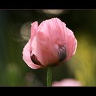 Mohn *