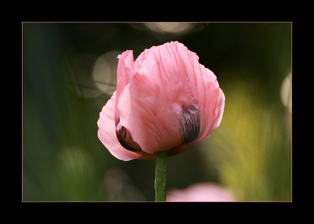 Mohn *