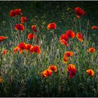 Mohn (bald sind die Blüten wieder verschwunden)